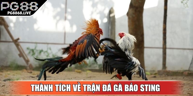Trận Đá Gà Bảo Sting - Màn So Tài Kịch Tính, Sôi Động