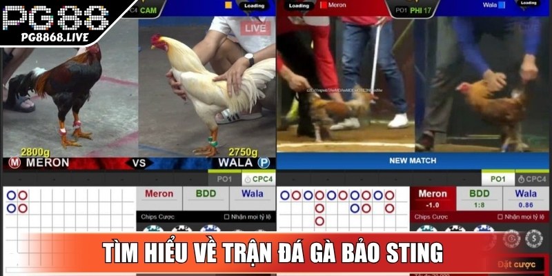 Trận Đá Gà Bảo Sting - Màn So Tài Kịch Tính, Sôi Động
