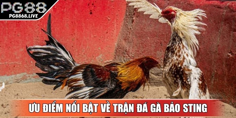 Trận Đá Gà Bảo Sting - Màn So Tài Kịch Tính, Sôi Động