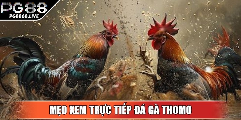 Trực Tiếp Đá Gà Thomo Hấp Dẫn Nhất Hiện Nay Dành Cho Bạn