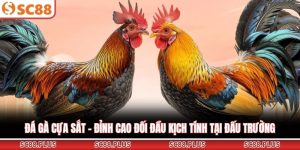 Đá Gà SC88 - Sảnh Cược Trực Tuyến Đẳng Cấp Và Uy Tín Nhất