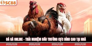 Đá Gà SC88 - Sảnh Cược Trực Tuyến Đẳng Cấp Và Uy Tín Nhất