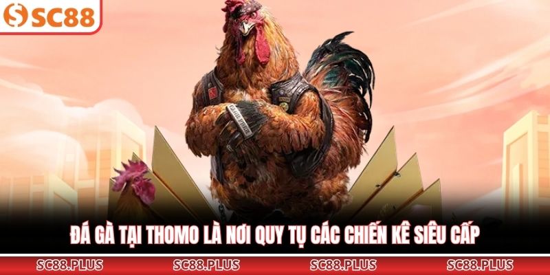 Đá Gà Thomo – Đấu Trường Chiến Kê Đỉnh Cao Nhất Khu Vực