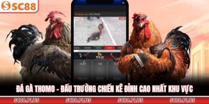 Đá Gà SC88 - Sảnh Cược Trực Tuyến Đẳng Cấp Và Uy Tín Nhất