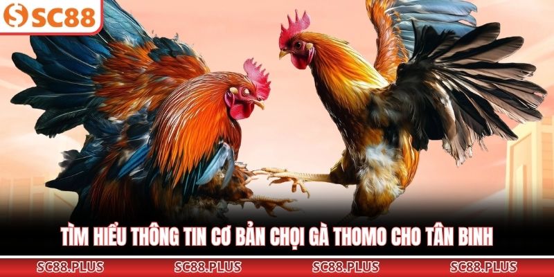 Đá Gà Thomo – Đấu Trường Chiến Kê Đỉnh Cao Nhất Khu Vực