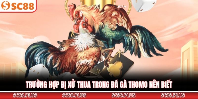 Đá Gà Thomo – Đấu Trường Chiến Kê Đỉnh Cao Nhất Khu Vực